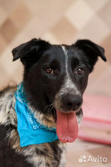 Стойкий пёс выжил чтобы найти семью