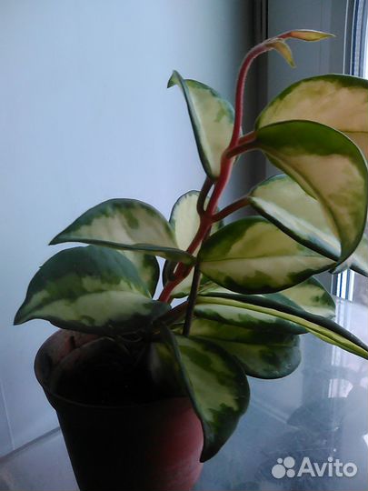 Хойя Триколор, Кентиана вар.,Грей Хост