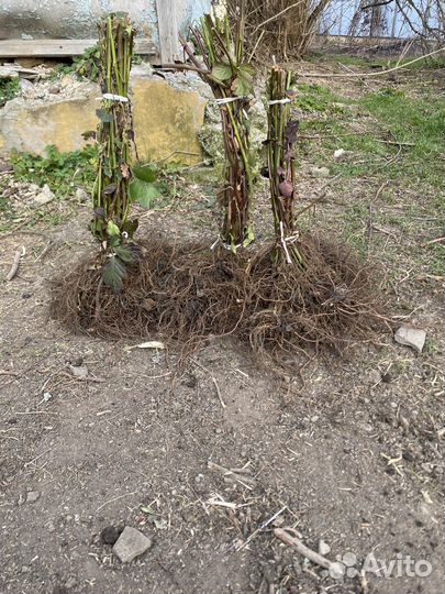 Саженцы ежевики