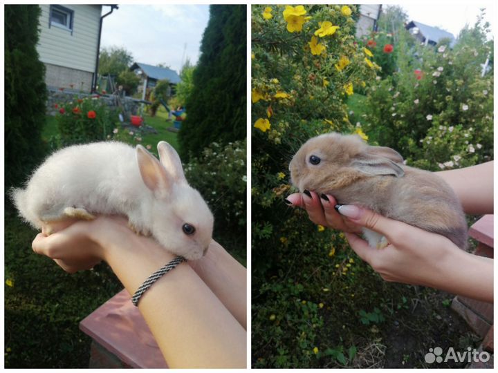 Декоративный кролик