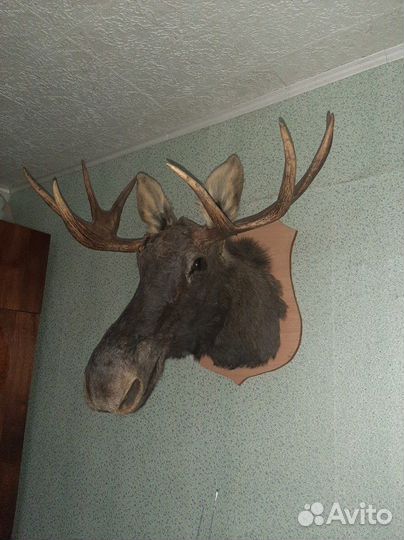 Чучела диких животных