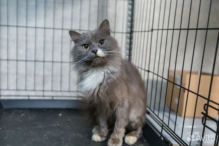 Котик Певун