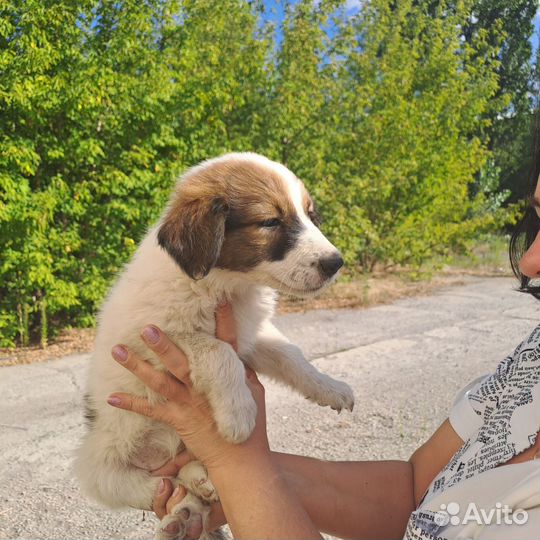 Щенки бесплатно в дар