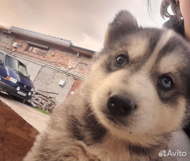 Смесь хаски и маламута из Аляски