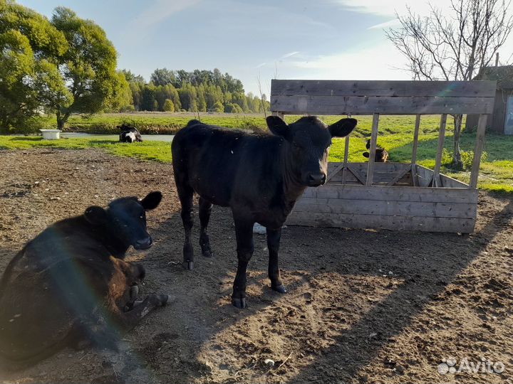 Корова, первотелка, телка