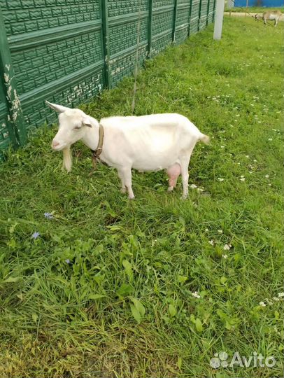 Козел и Козы