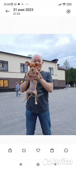 Пражский крысарик