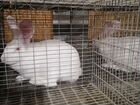 Кролики Хиколь объявление продам