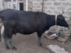 Корова чёрный цвет, 6 оттёл, беременная 6 оттёлом