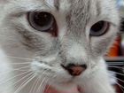 Тайские подросшие котята бесплатно объявление продам