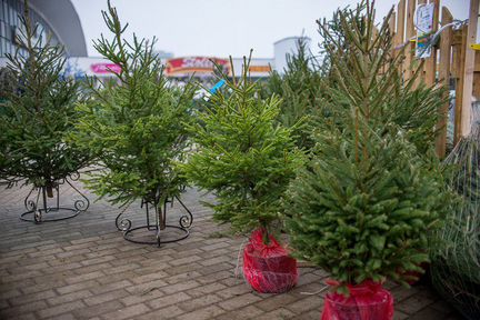 Настоящая Живая Новогодняя Ёлка Лучшее качество