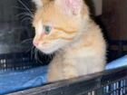 Шикарный котенок-девочка Люси,2 мес.метиска,в дар
