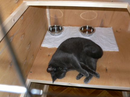 Гостиница для кошек 