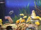 Labidochromis caeruleus - Yellow объявление продам