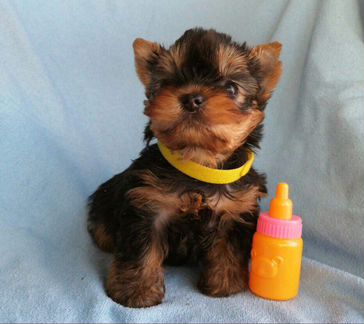 Новогодние подарки