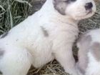 Среднеазиатская овчарка Алабай щенки объявление продам