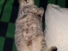 Бесплатно котята от кошки Шотландки объявление продам