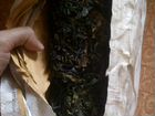 Ламинария (морская капуста) сублимированная объявление продам