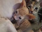 Котята донского сфинкса 2 девочки и кот объявление продам
