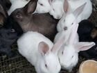 Крольчата разного возраста объявление продам