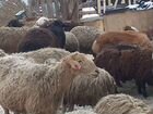 Овцы бараны ярки Племенные бараны объявление продам