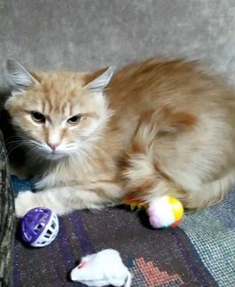 Котенок мальчик 5 месяцев