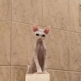 Девон Рекс котята мальчик беленький