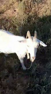 Зааненская дойная коза