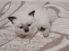 Сиамские котята бесплатно объявление продам