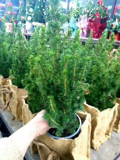Ель новогодняя живая у джутовом кашпо 50см