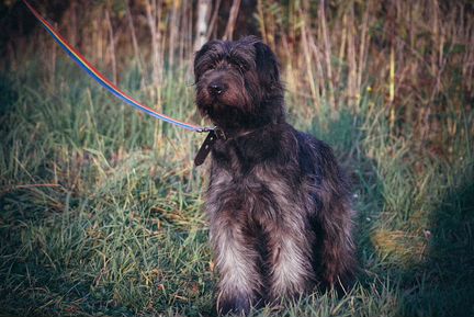 Чаровница Чапа, метис миттельшнауцера в дар