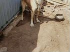 Собака Алабай+кавказец 8 месячный объявление продам