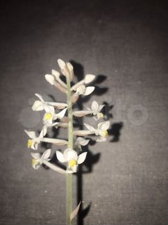 Лудизия Альба и Дисколор (драгоценная орхидея)