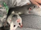 Крысы и мышь в добрые руки, вместе с клеткой