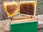 Рамки пчелиные с сушью объявление продам