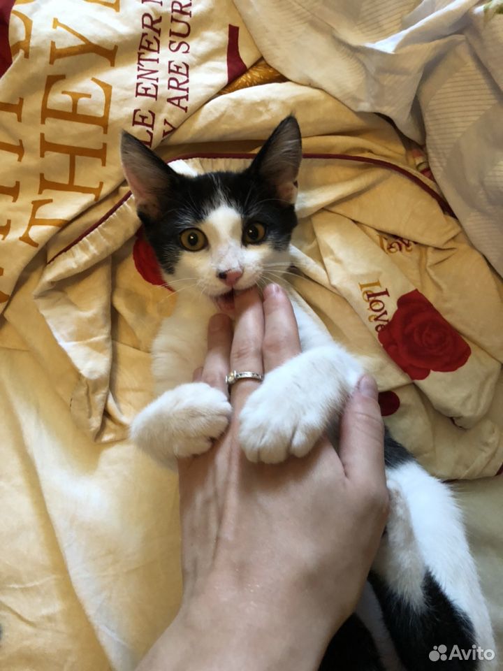 Кот
