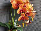 Орхидеи (латекс) имитация объявление продам