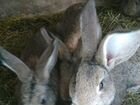 Кролики фландр объявление продам