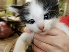 Котенок от сибирской трехцветной кошки в дар