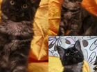 Котята Мейн-кун из питомника объявление продам