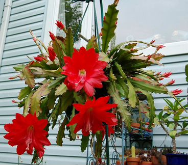Кактус лесной Эпифилум саженцы
