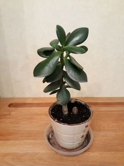 Толстянка/ Денежное (семейное) дерево