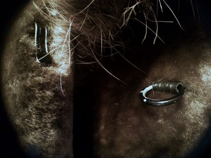 Шуба из Цигейки