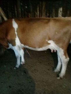 Коровы дойные молочные - фотография № 6