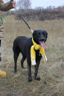 Собака в дар