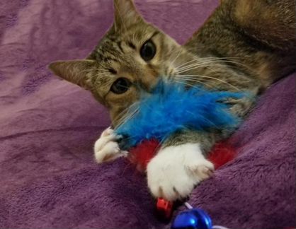 Очень ласковая и умная кошка Даффи ищет дом