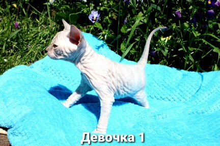 Донской сфинкс котята