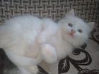 Котёнок от турецкой ангорки(бесплатно)