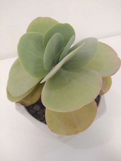 Каланхоэ тирсифлора взрослое растение суккулент