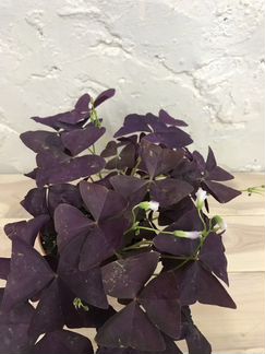 Оксалис Triang Mijke Purlple